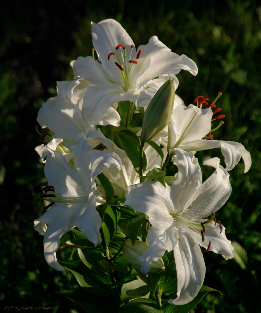 Album "Afbeelding zonder titel" | Fotografie afbeelding "Bloemen" door Natali Antonovich in Archief/Foto Voorraad.