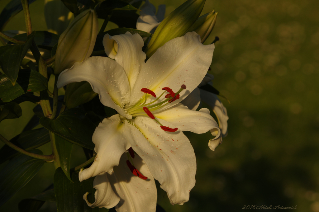 Album "Image sans titre" | Image de photographie "Fleurs" de Natali Antonovich en photostock.