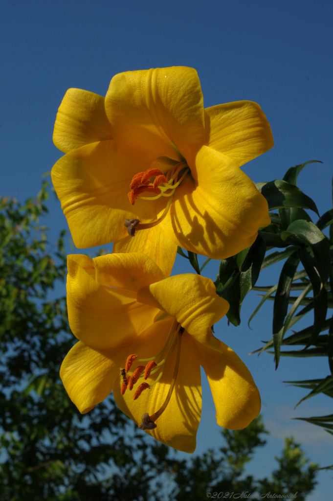 Album "Bild ohne Titel" | Fotografiebild "Blumen" von Natali Antonovich im Sammlung/Foto Lager.