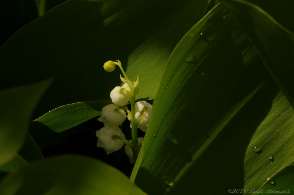 Album "Image sans titre" | Image de photographie "Fleurs" de Natali Antonovich en photostock.