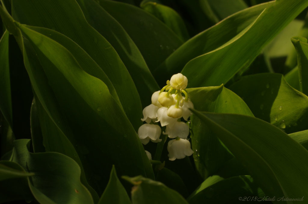 Album "Afbeelding zonder titel" | Fotografie afbeelding "Bloemen" door Natali Antonovich in Archief/Foto Voorraad.