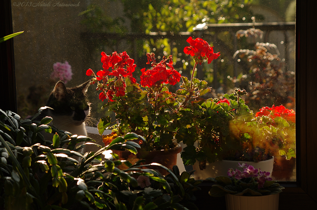 Album "Image sans titre" | Image de photographie "Fleurs" de Natali Antonovich en photostock.