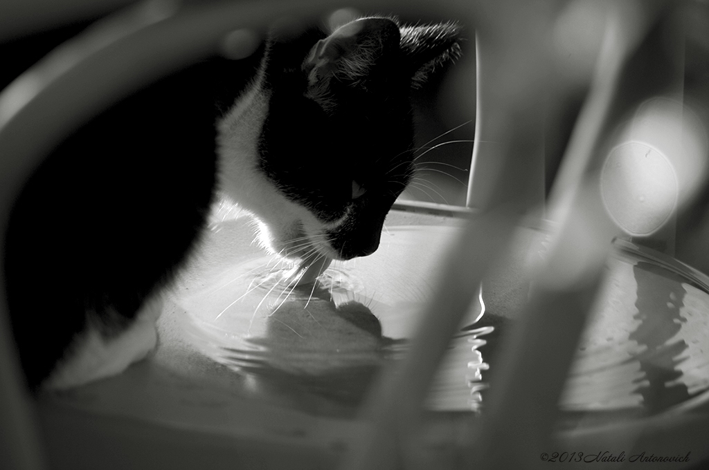 Image de photographie "Image sans titre" de Natali Antonovich | Photostock.