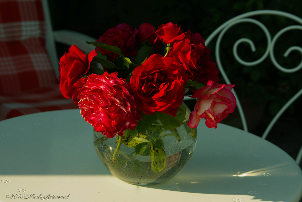 Album "Afbeelding zonder titel" | Fotografie afbeelding "Bloemen" door Natali Antonovich in Archief/Foto Voorraad.