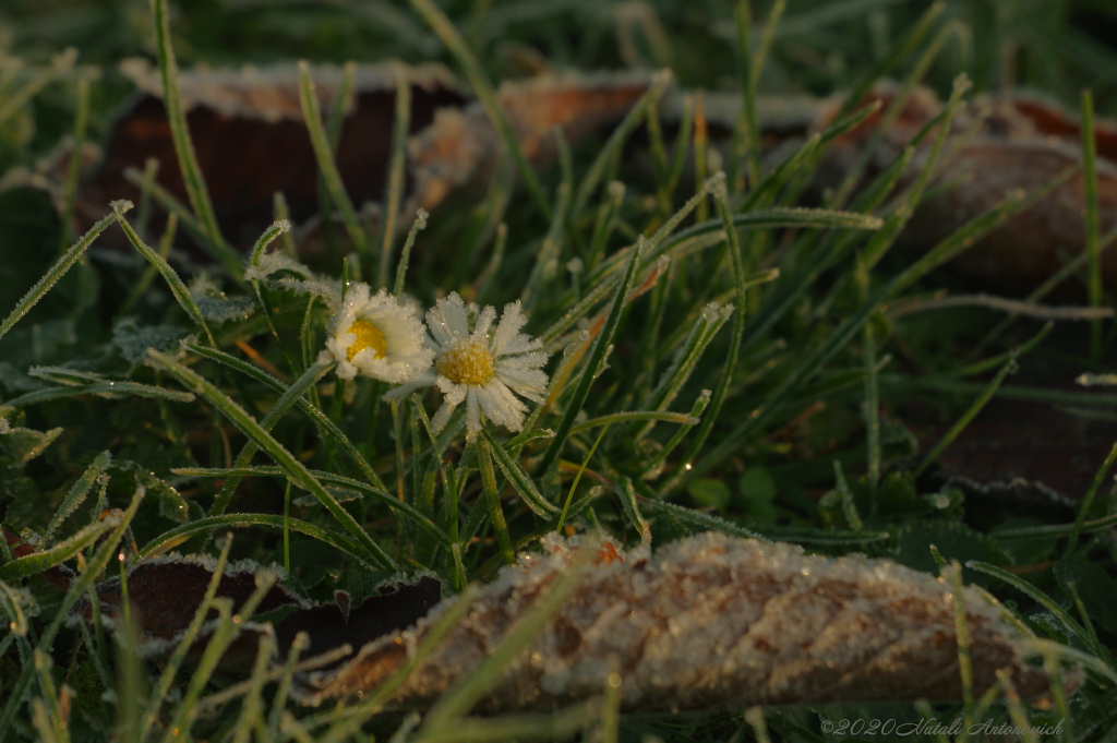 Album "Bild ohne Titel" | Fotografiebild "Blumen" von Natali Antonovich im Sammlung/Foto Lager.