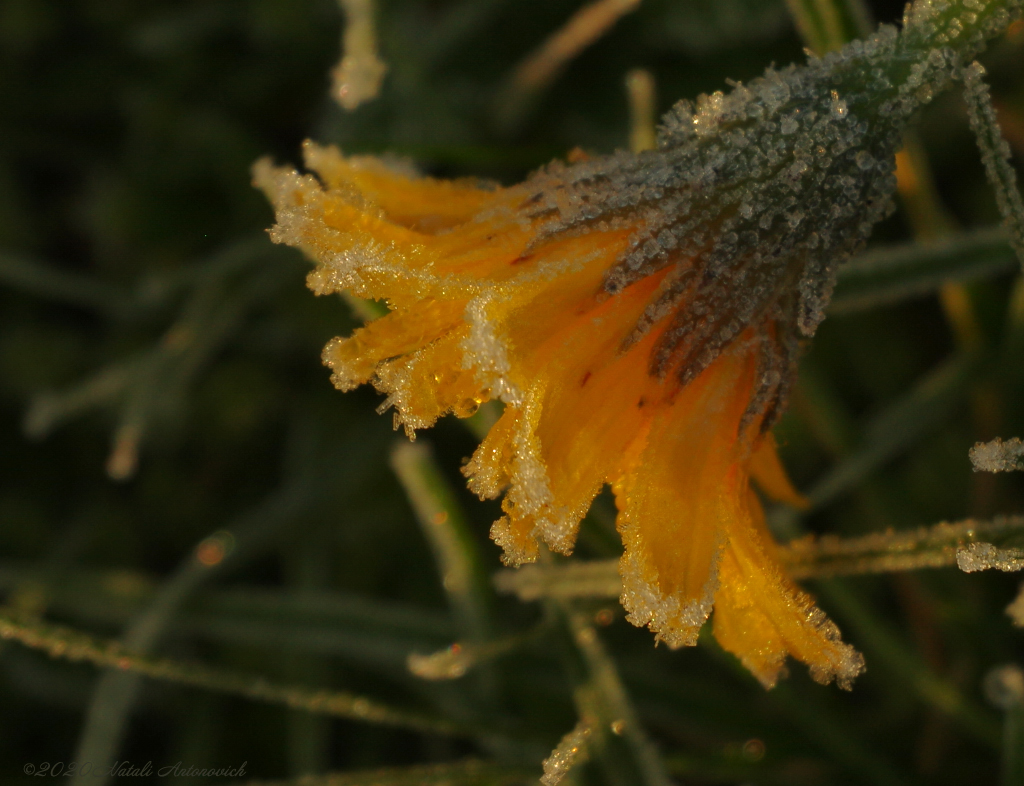 Album "Image sans titre" | Image de photographie "Fleurs" de Natali Antonovich en photostock.