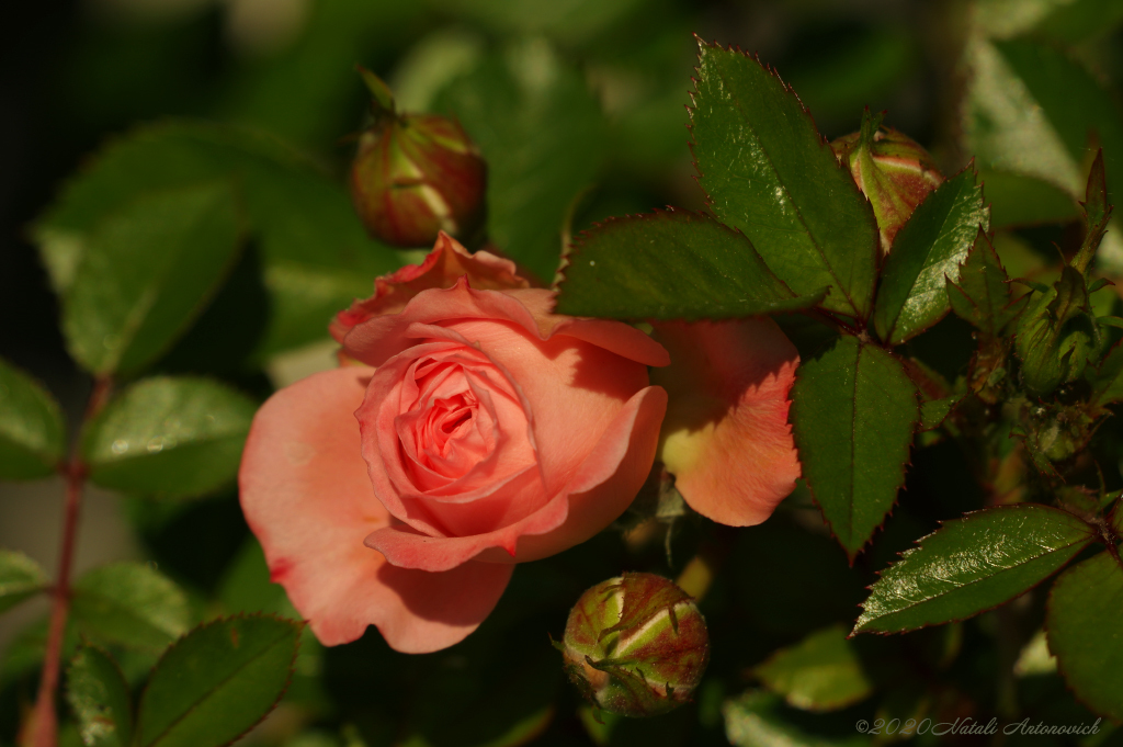 Album "Image sans titre" | Image de photographie "Fleurs" de Natali Antonovich en photostock.