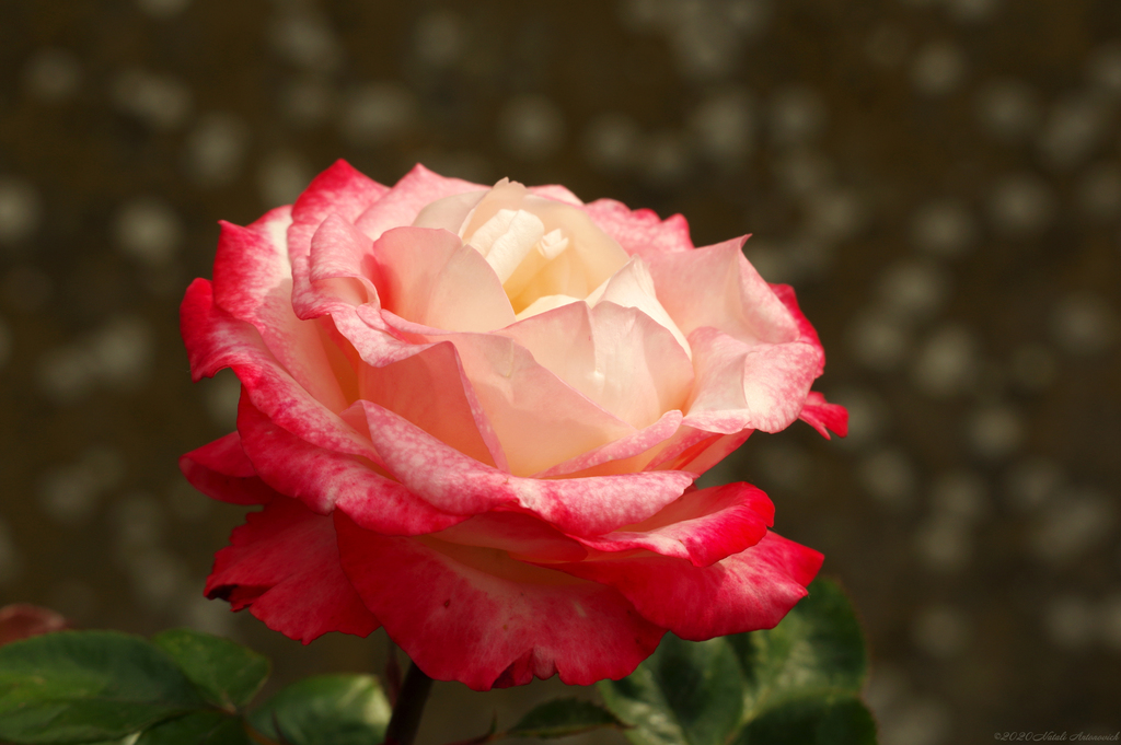 Album "Bild ohne Titel" | Fotografiebild "Blumen" von Natali Antonovich im Sammlung/Foto Lager.