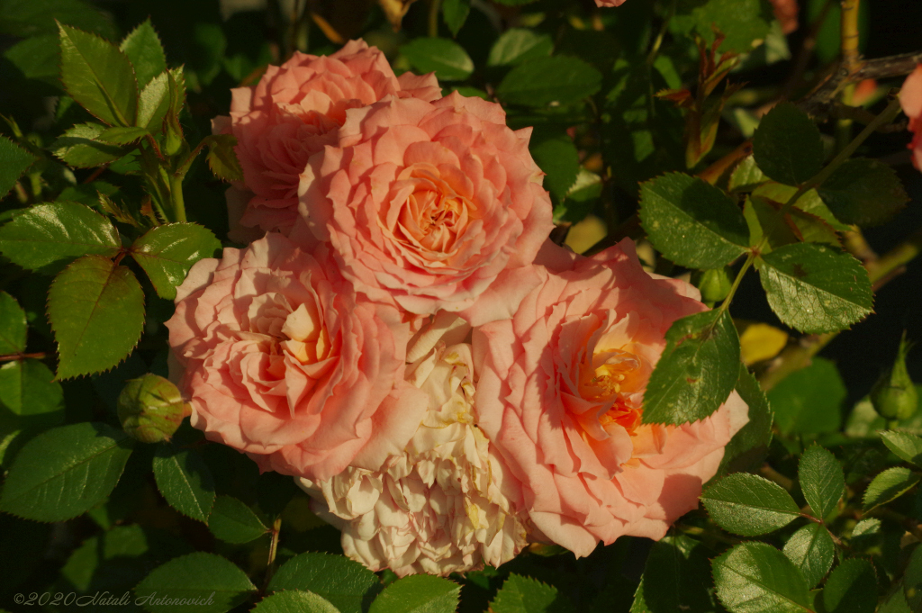 Album "Afbeelding zonder titel" | Fotografie afbeelding "Bloemen" door Natali Antonovich in Archief/Foto Voorraad.