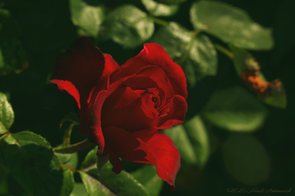 Album "Bild ohne Titel" | Fotografiebild "Blumen" von Natali Antonovich im Sammlung/Foto Lager.