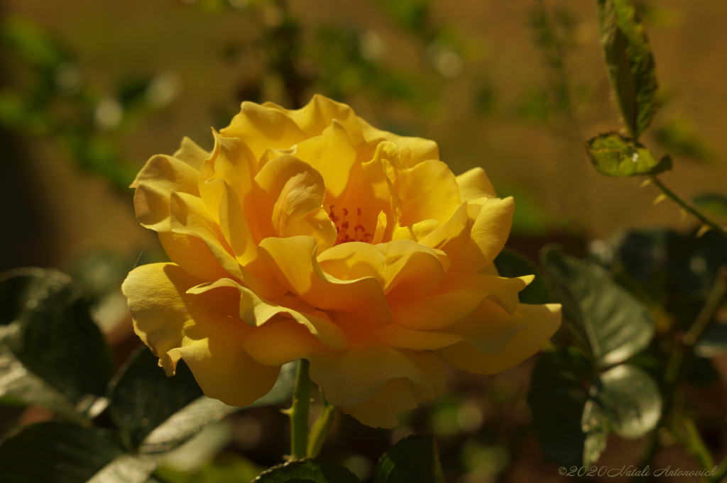 Album "Afbeelding zonder titel" | Fotografie afbeelding "Bloemen" door Natali Antonovich in Archief/Foto Voorraad.