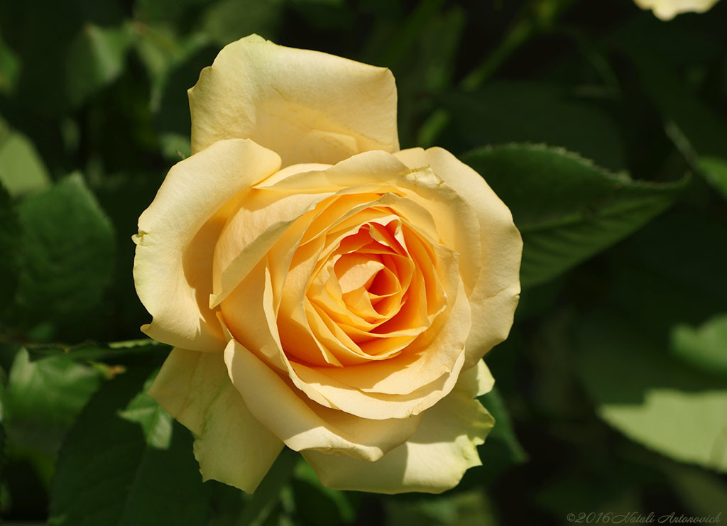 Album "Afbeelding zonder titel" | Fotografie afbeelding "Bloemen" door Natali Antonovich in Archief/Foto Voorraad.