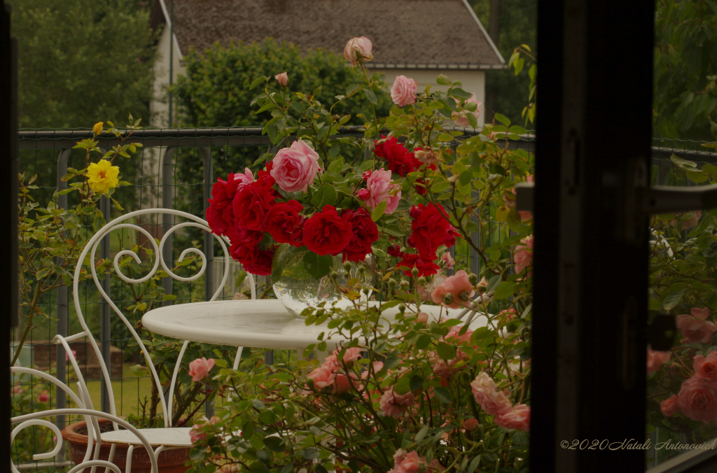 Album "Afbeelding zonder titel" | Fotografie afbeelding "Bloemen" door Natali Antonovich in Archief/Foto Voorraad.