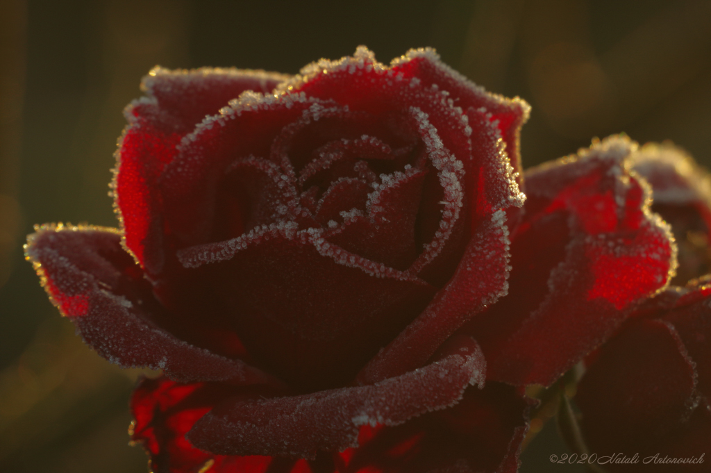 Album "Image sans titre" | Image de photographie "Fleurs" de Natali Antonovich en photostock.