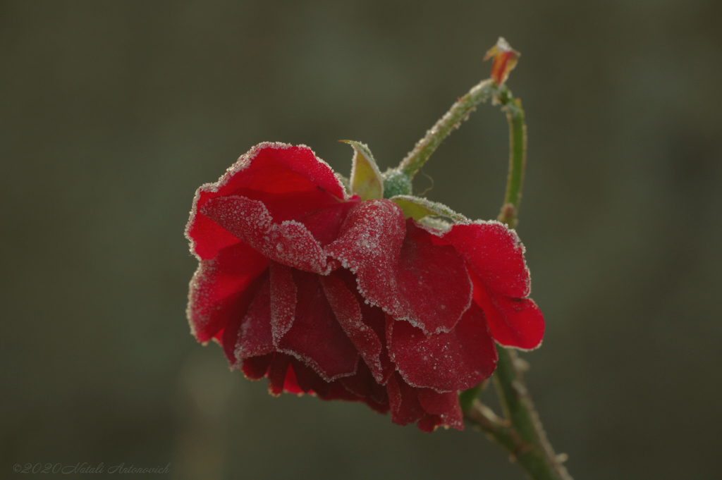 Album "Afbeelding zonder titel" | Fotografie afbeelding "Bloemen" door Natali Antonovich in Archief/Foto Voorraad.