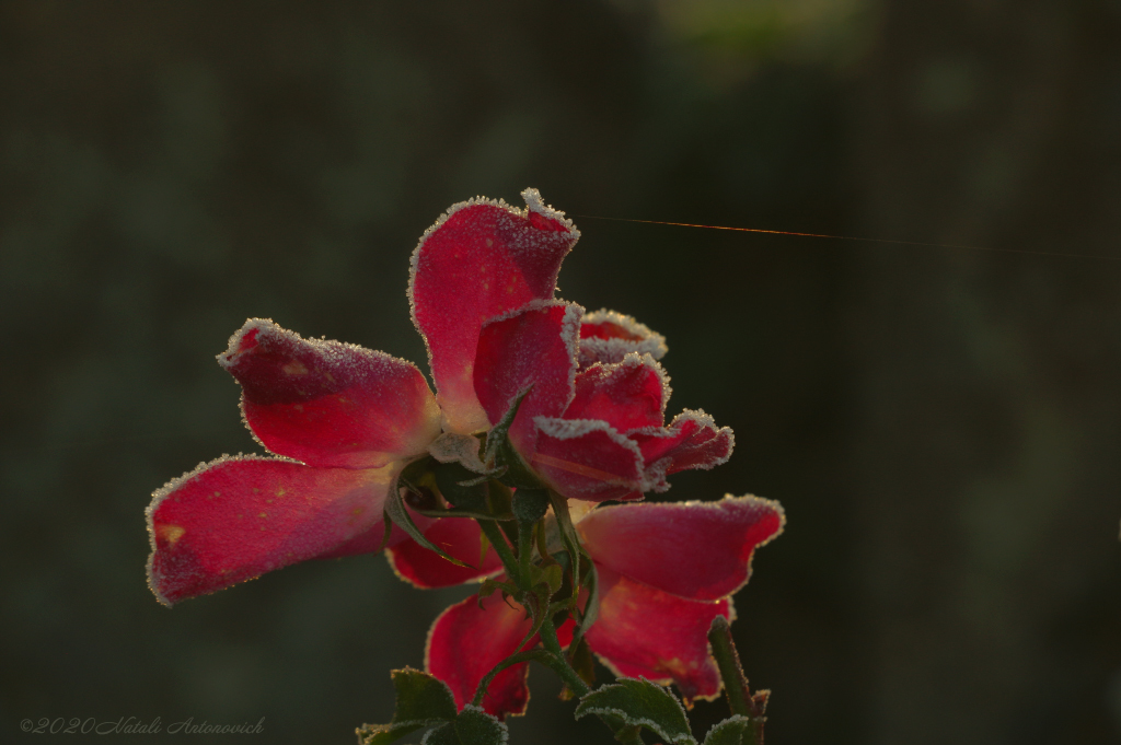 Album "Afbeelding zonder titel" | Fotografie afbeelding "Bloemen" door Natali Antonovich in Archief/Foto Voorraad.