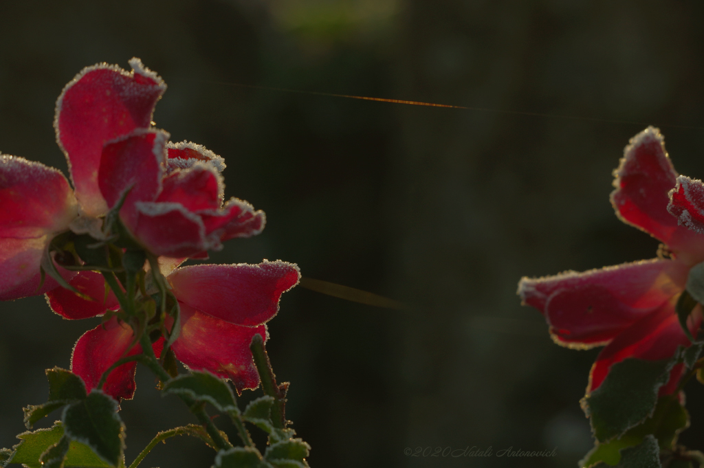 Album "Afbeelding zonder titel" | Fotografie afbeelding "Bloemen" door Natali Antonovich in Archief/Foto Voorraad.