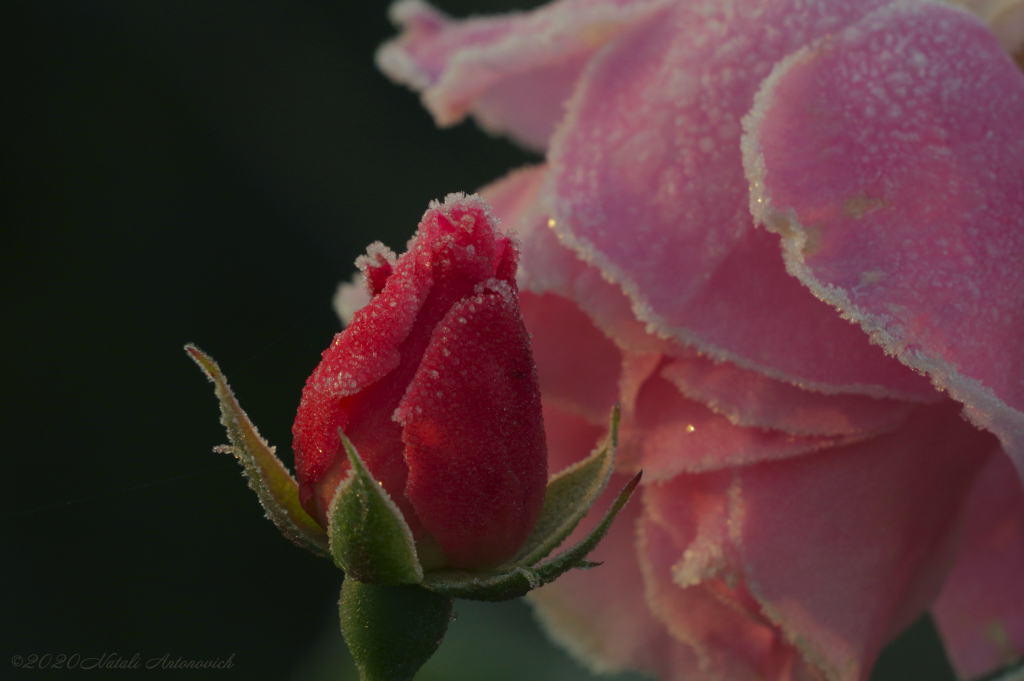 Album "Afbeelding zonder titel" | Fotografie afbeelding "Bloemen" door Natali Antonovich in Archief/Foto Voorraad.