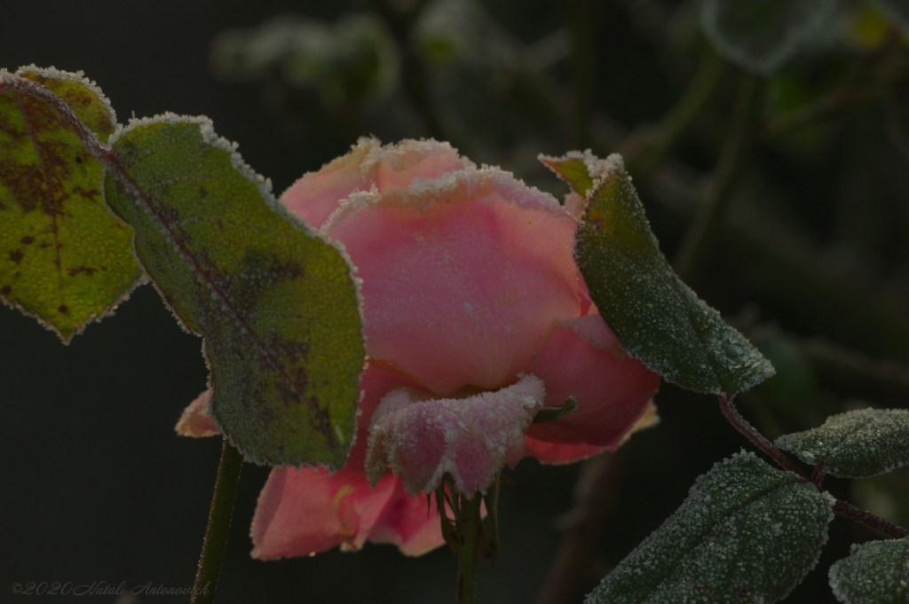 Album "Bild ohne Titel" | Fotografiebild "Blumen" von Natali Antonovich im Sammlung/Foto Lager.