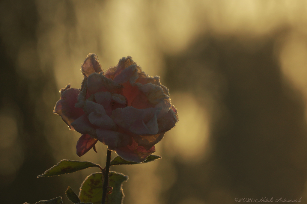 Album "Bild ohne Titel" | Fotografiebild "Blumen" von Natali Antonovich im Sammlung/Foto Lager.