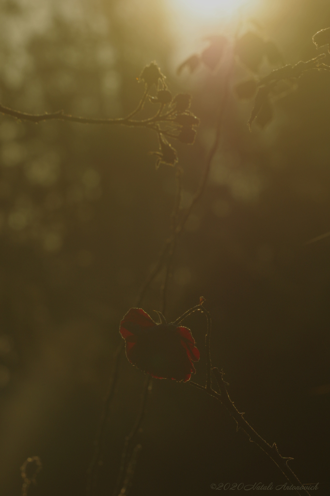 Album "Image sans titre" | Image de photographie "Fleurs" de Natali Antonovich en photostock.