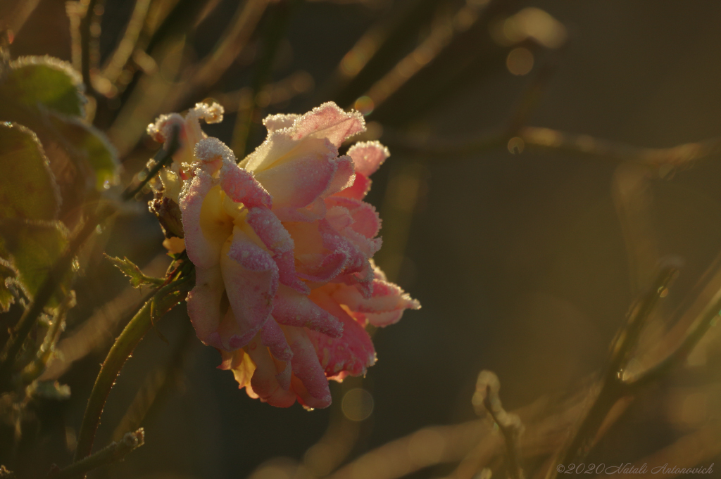 Album "Bild ohne Titel" | Fotografiebild "Blumen" von Natali Antonovich im Sammlung/Foto Lager.