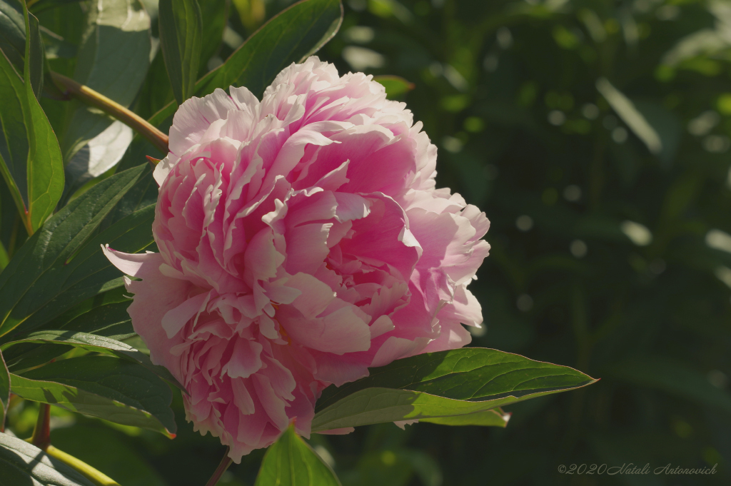 Album "Bild ohne Titel" | Fotografiebild "Blumen" von Natali Antonovich im Sammlung/Foto Lager.