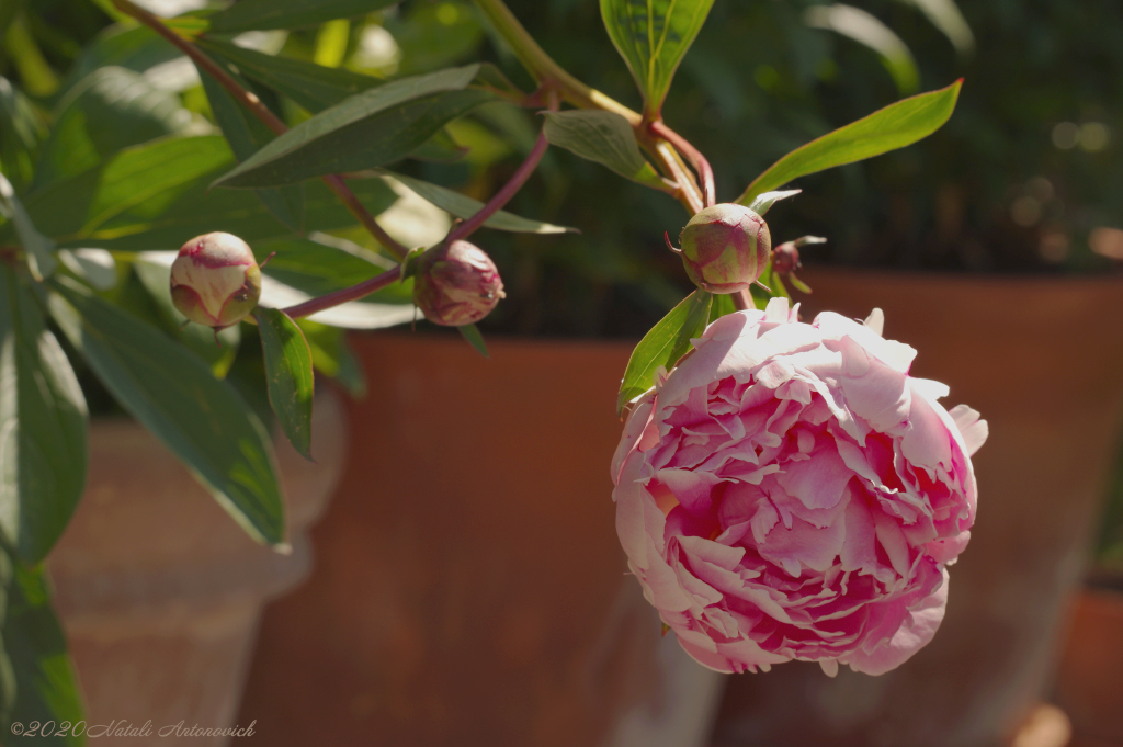 Album "Bild ohne Titel" | Fotografiebild "Blumen" von Natali Antonovich im Sammlung/Foto Lager.