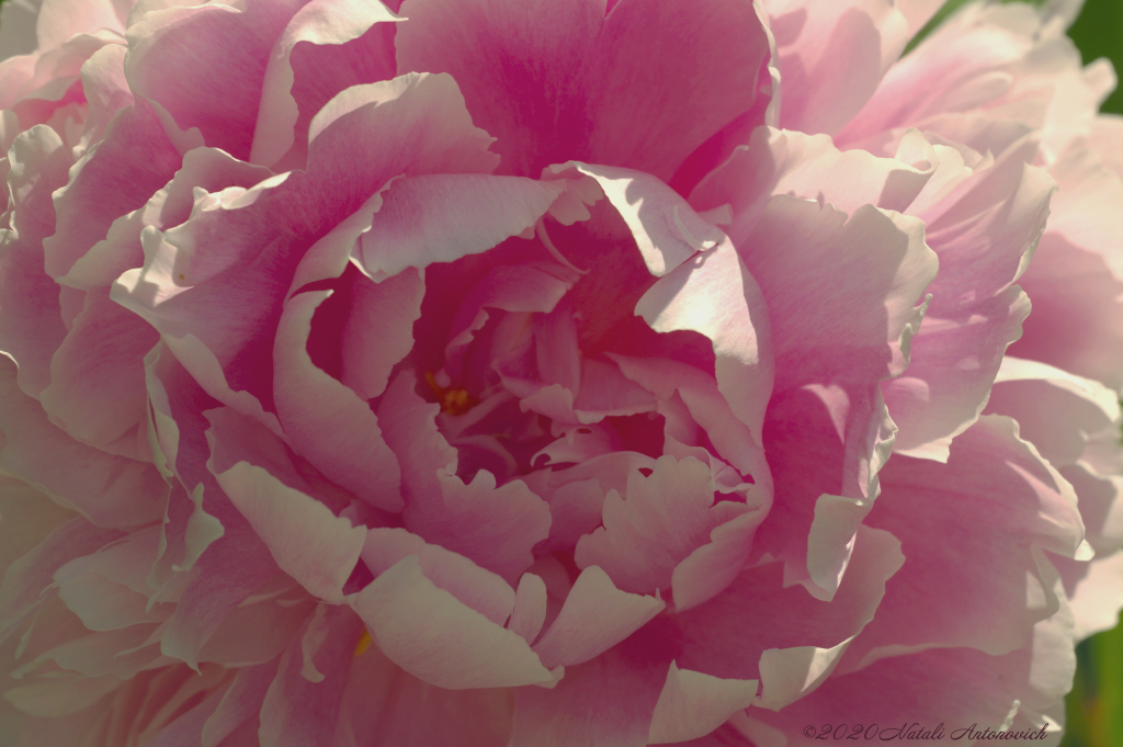 Album "Image sans titre" | Image de photographie "Fleurs" de Natali Antonovich en photostock.