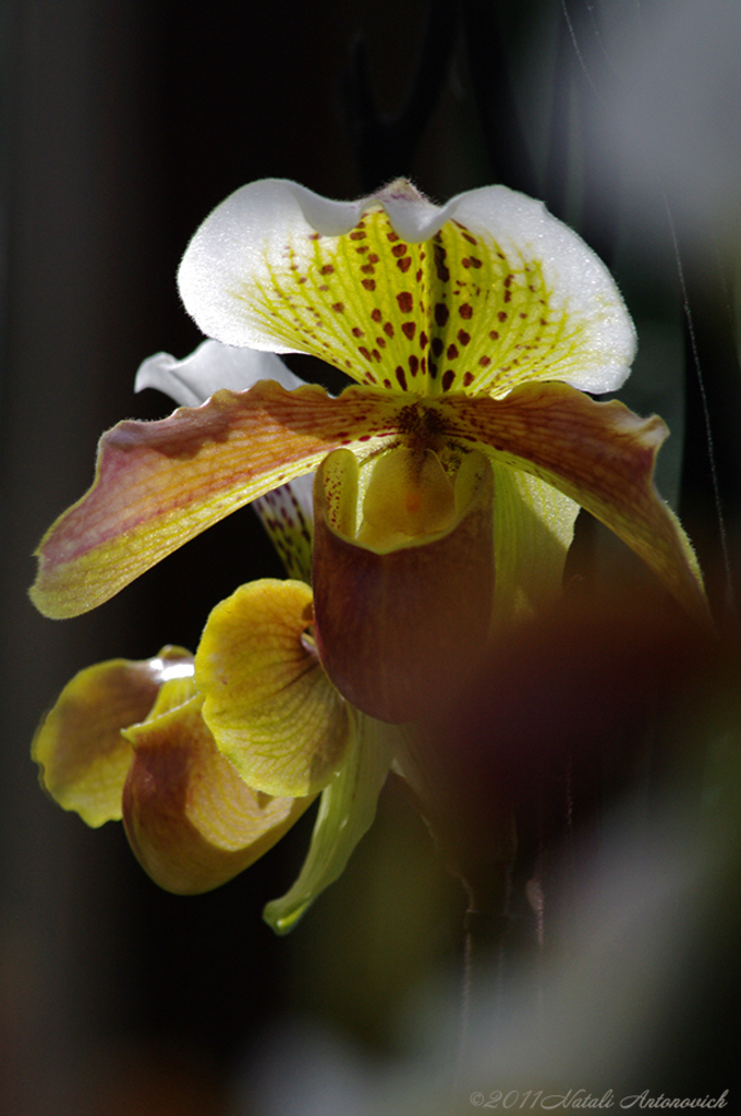 Album "Afbeelding zonder titel" | Fotografie afbeelding "Bloemen" door Natali Antonovich in Archief/Foto Voorraad.