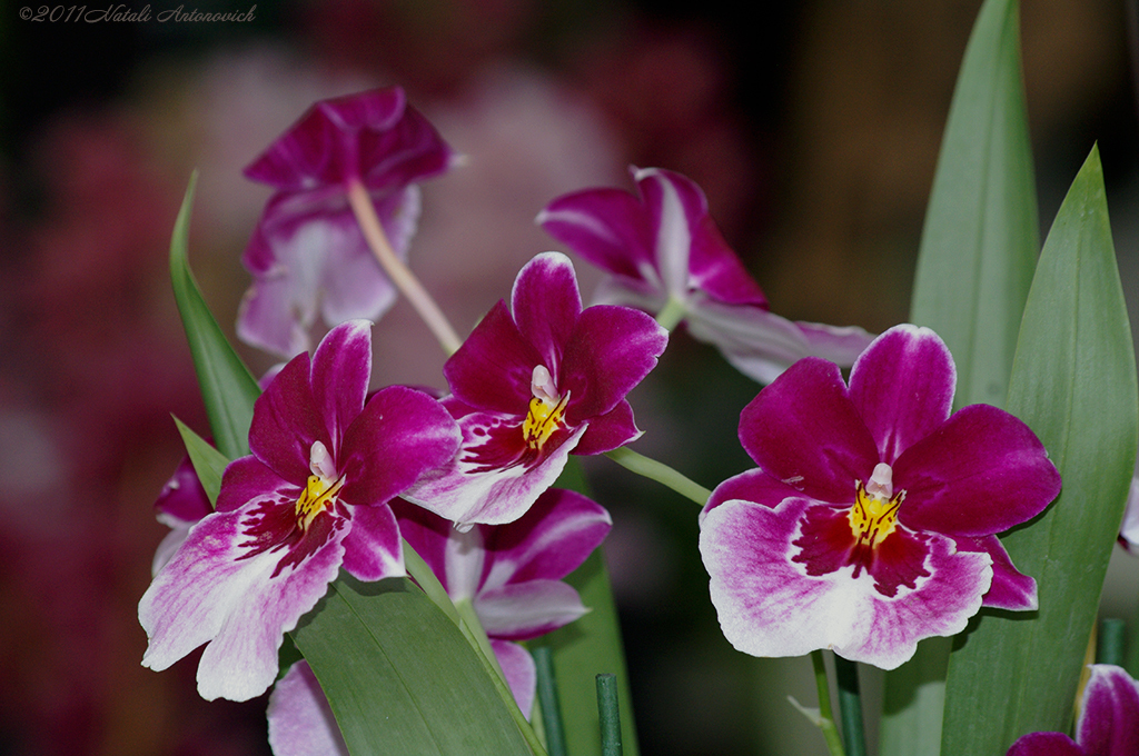 Album "Bild ohne Titel" | Fotografiebild "Orchideen" von Natali Antonovich im Sammlung/Foto Lager.