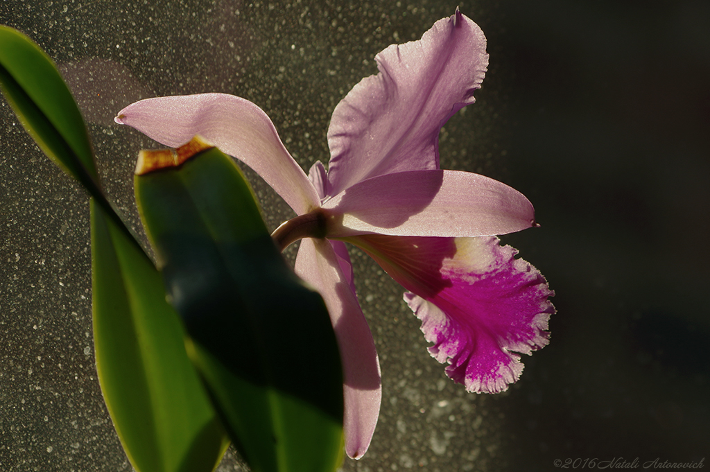 Album  "Image without title" | Photography image "Orchids" by Natali Antonovich in Photostock.