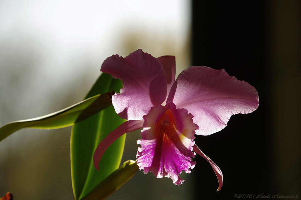 Album  "Image without title" | Photography image "Orchids" by Natali Antonovich in Photostock.