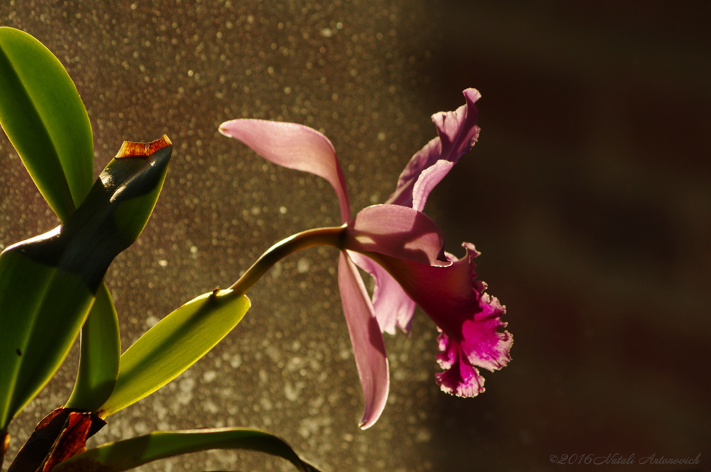 Album "Afbeelding zonder titel" | Fotografie afbeelding "Orchideeën" door Natali Antonovich in Archief/Foto Voorraad.