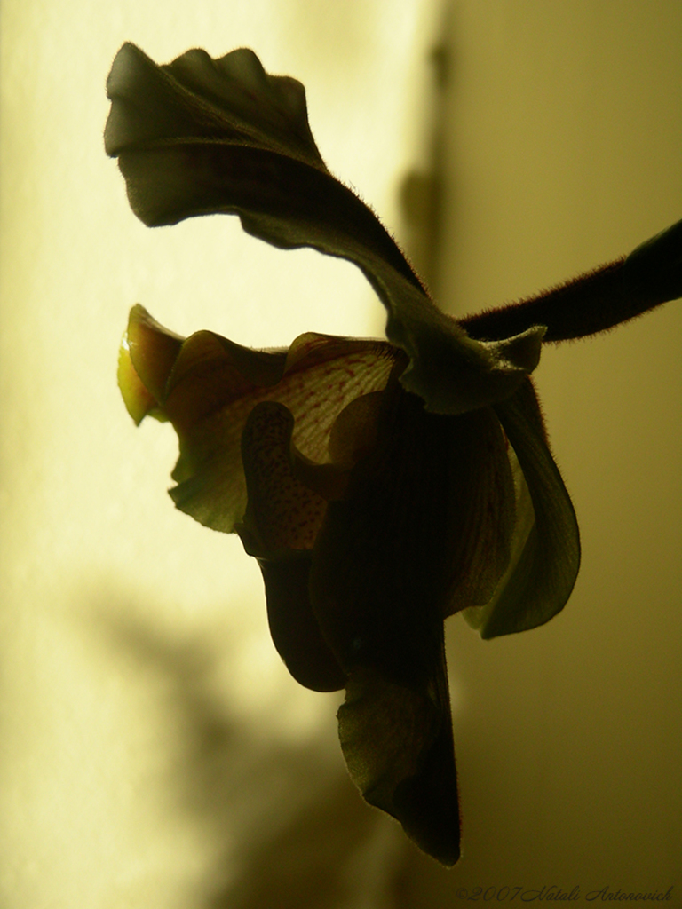 Album "Bild ohne Titel" | Fotografiebild "Orchideen" von Natali Antonovich im Sammlung/Foto Lager.