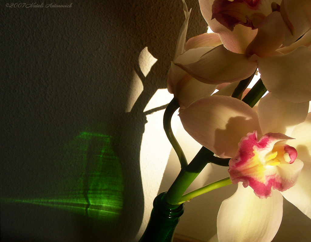 Album  "Image without title" | Photography image "Orchids" by Natali Antonovich in Photostock.