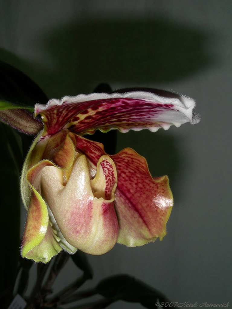 Album "Afbeelding zonder titel" | Fotografie afbeelding "Bloemen" door Natali Antonovich in Archief/Foto Voorraad.