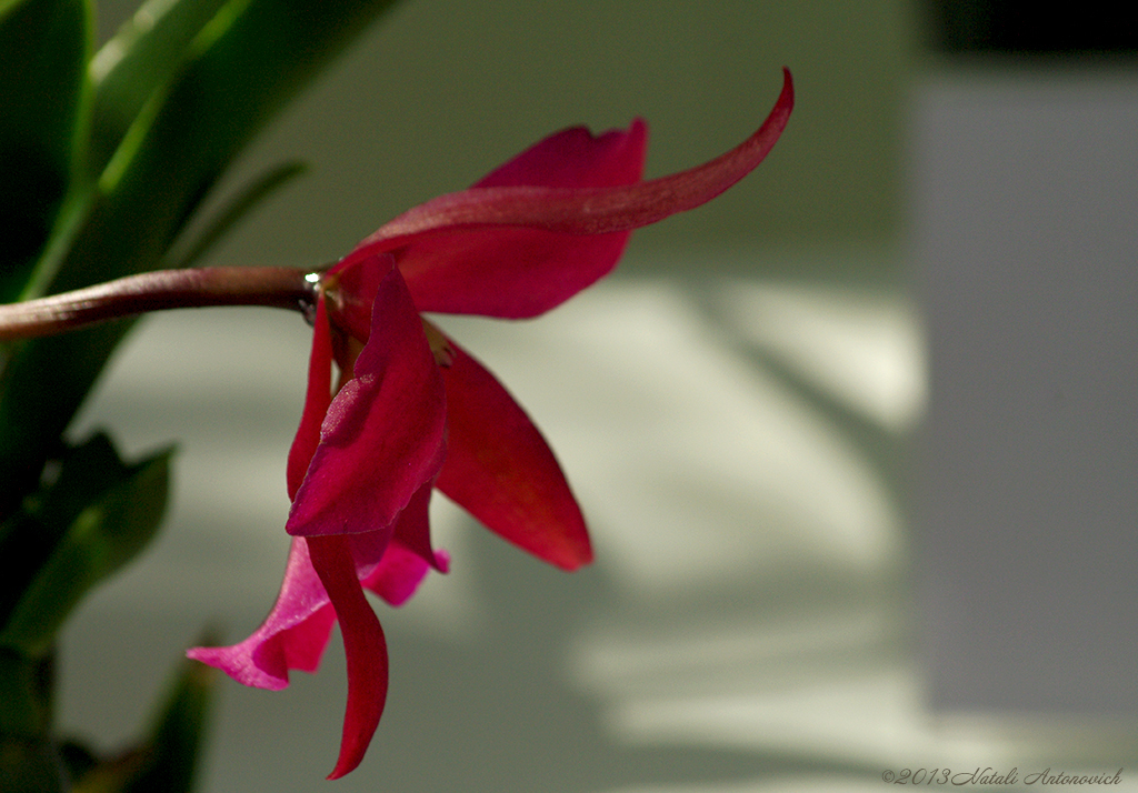 Album "Bild ohne Titel" | Fotografiebild "Blumen" von Natali Antonovich im Sammlung/Foto Lager.