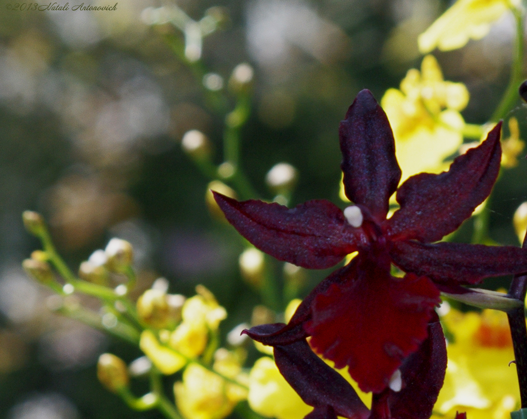 Album "Bild ohne Titel" | Fotografiebild "Orchideen" von Natali Antonovich im Sammlung/Foto Lager.