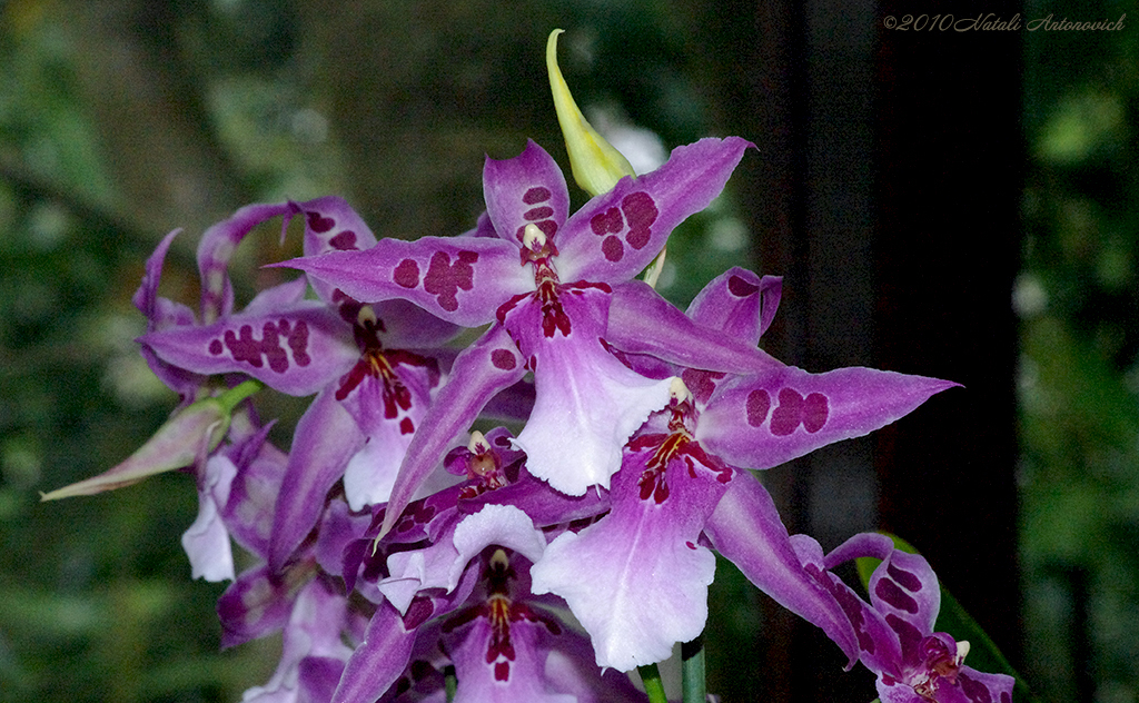 Album "Bild ohne Titel" | Fotografiebild "Blumen" von Natali Antonovich im Sammlung/Foto Lager.