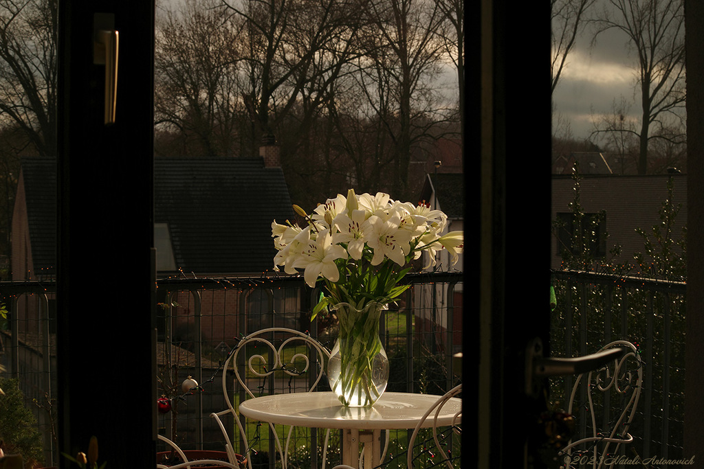 Album "Afbeelding zonder titel" | Fotografie afbeelding "Bloemen" door Natali Antonovich in Archief/Foto Voorraad.