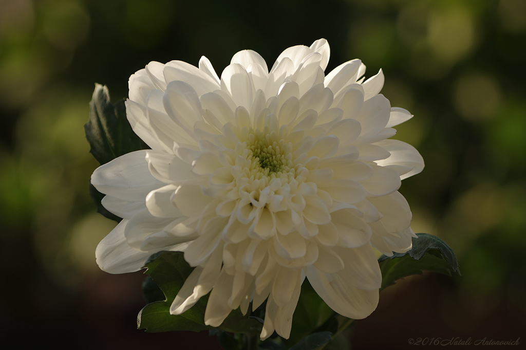 Album "Image sans titre" | Image de photographie "Fleurs" de Natali Antonovich en photostock.