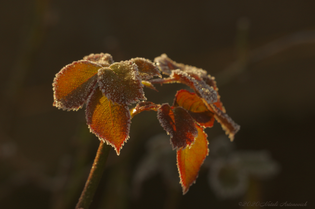 Album "Image sans titre" | Image de photographie "Automne" de Natali Antonovich en photostock.