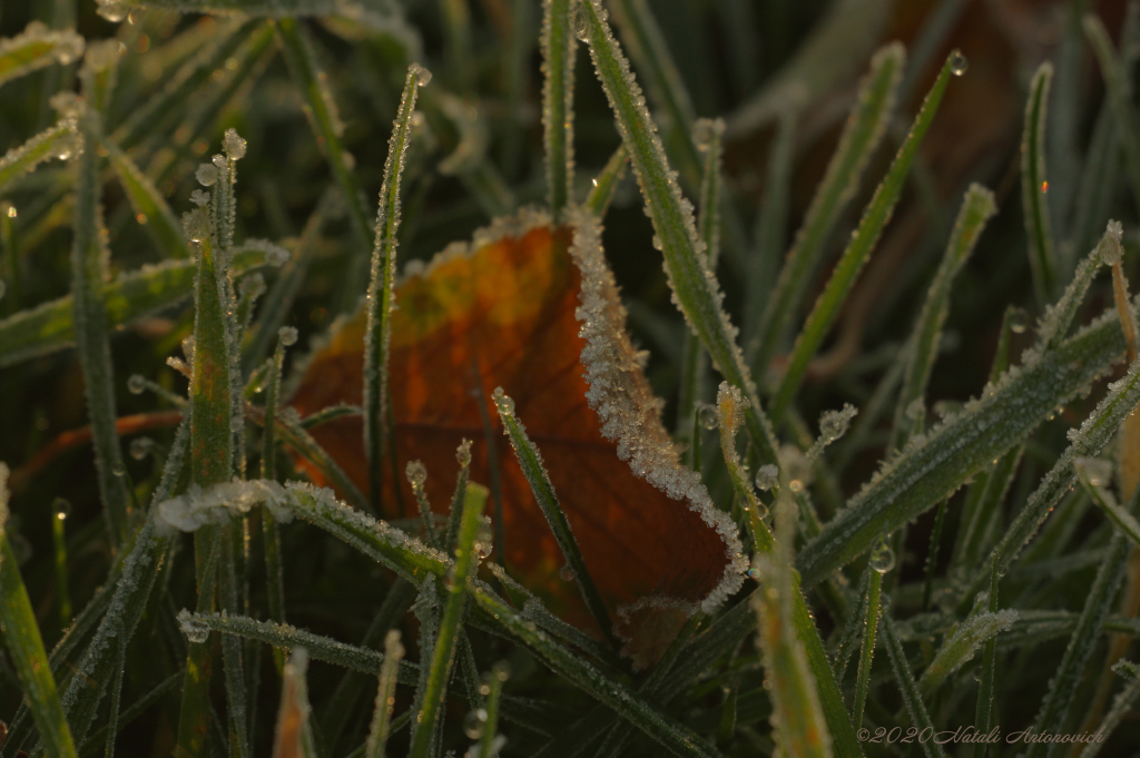 Album "Image sans titre" | Image de photographie "Automne" de Natali Antonovich en photostock.