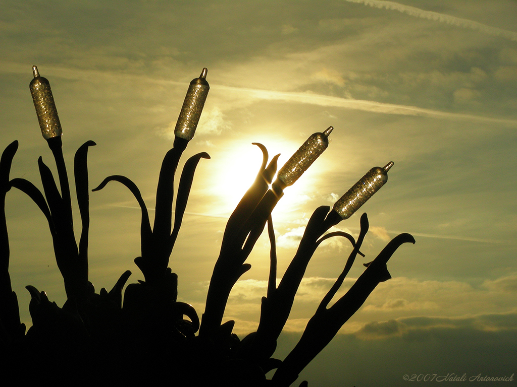 Image de photographie "Image sans titre" de Natali Antonovich | Photostock.