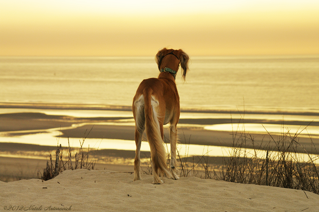 Album  "Image without title" | Photography image "Belgian Coast" by Natali Antonovich in Photostock.