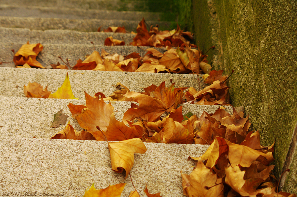 Album "Bild ohne Titel" | Fotografiebild "Herbst" von Natali Antonovich im Sammlung/Foto Lager.