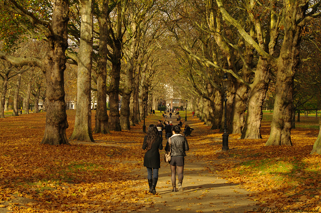 Album "Image sans titre" | Image de photographie "Automne" de Natali Antonovich en photostock.