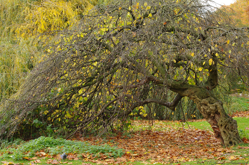 Album "Bild ohne Titel" | Fotografiebild "Herbst" von Natali Antonovich im Sammlung/Foto Lager.