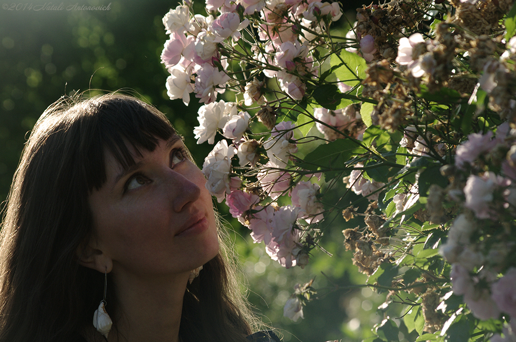 Album "Afbeelding zonder titel" | Fotografie afbeelding "Bloemen" door Natali Antonovich in Archief/Foto Voorraad.